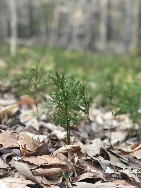 A small conifer.