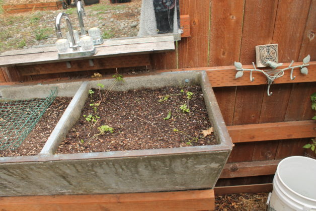 A small herb garden.