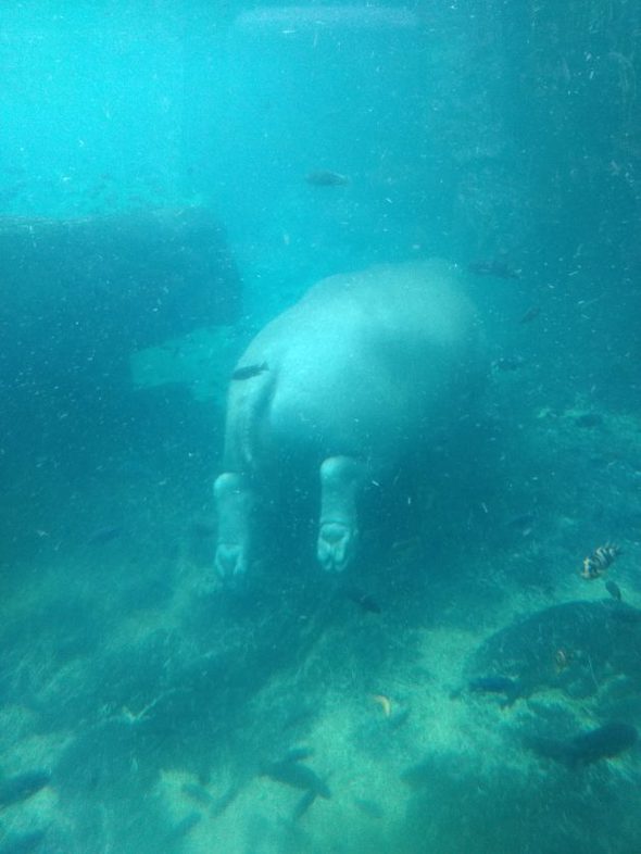 swimming hippo.