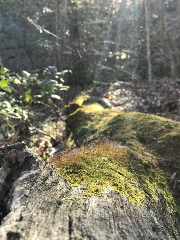 A mossy log in the sunshine.