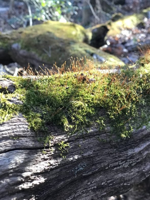 sprouts on moss on a log.