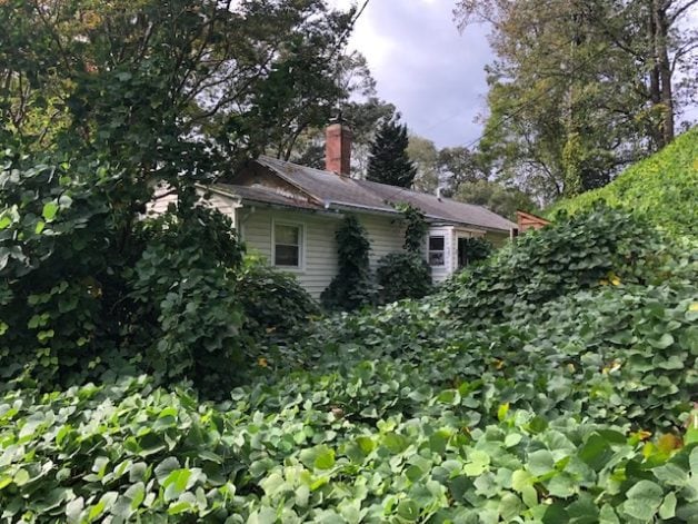 A house with overgrown weeds.
