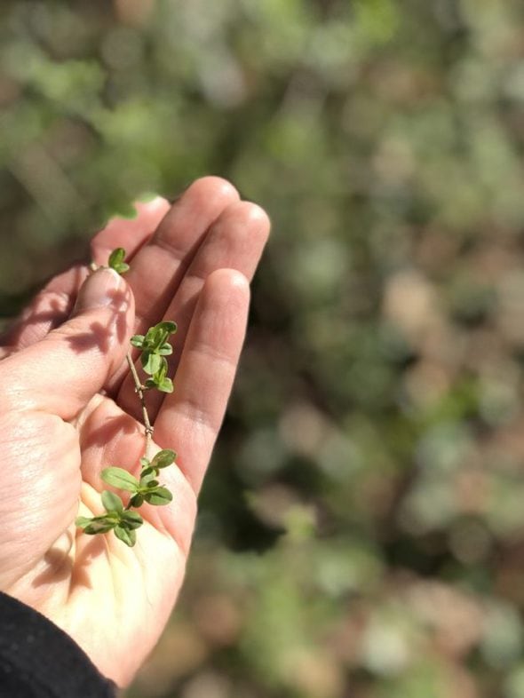 a green sprig of a bush in Kristen's hand.