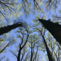 A view of spring tree leaves.
