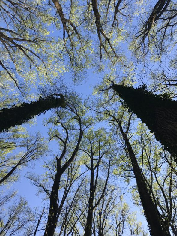 A view of spring tree leaves.