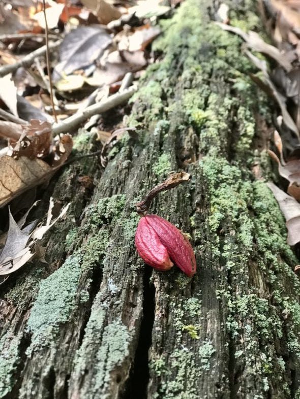 Red acorn on a fallen tree trunk.