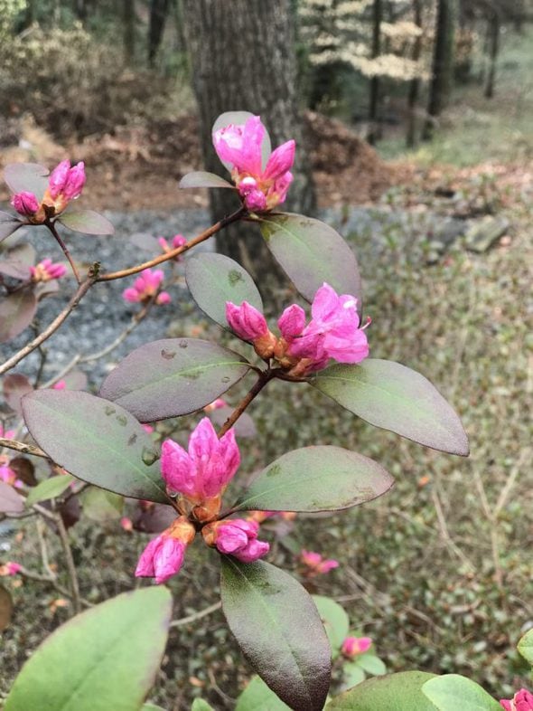 pink azalea blooms.