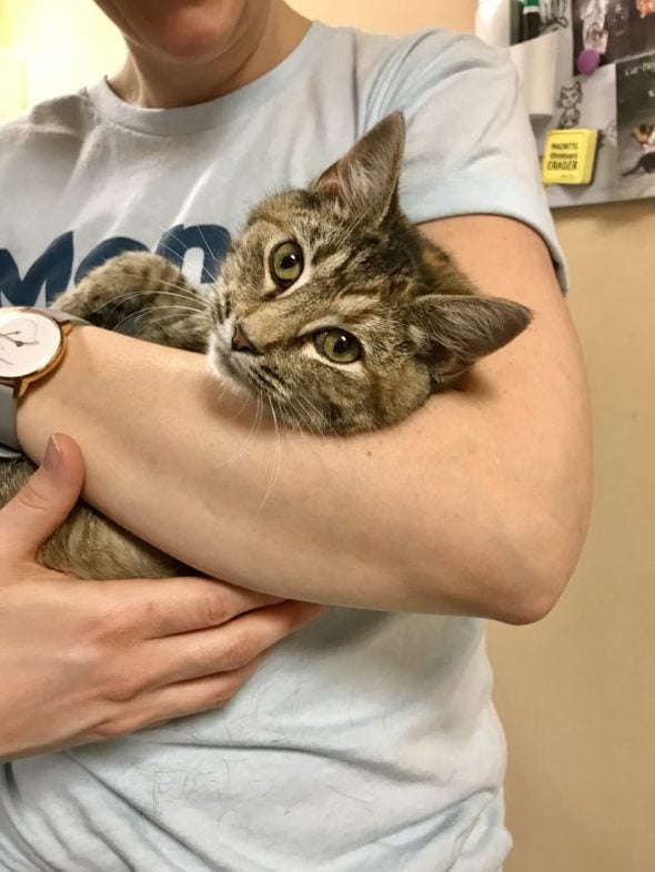 A tabby kitten in Kristen's arms.