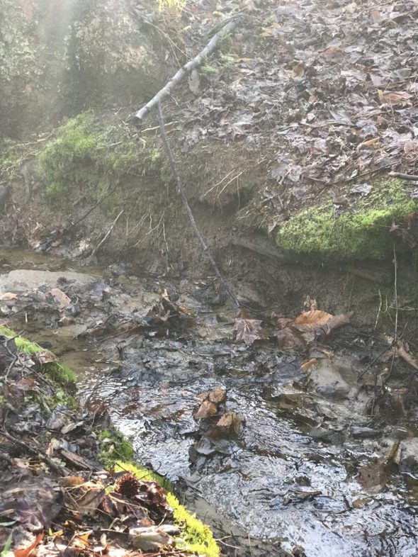 morning sun on a small creek.