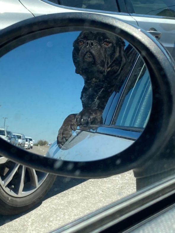 A black dog reflected in a rearview mirror.