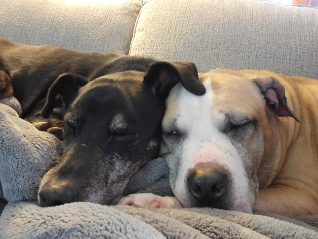 two dogs sleeping together.