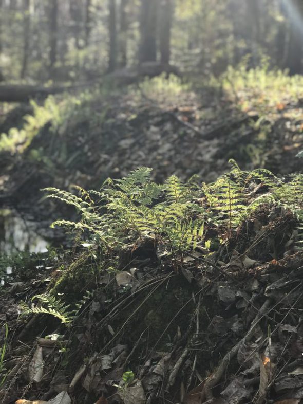 ferns in the morning sun.