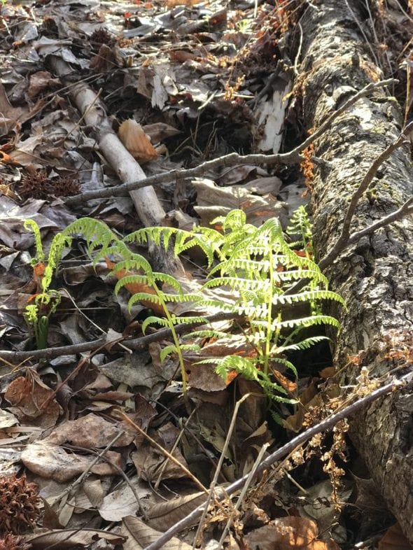 ferns in the woods.