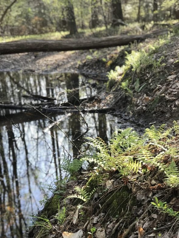 ferns next to a creek.