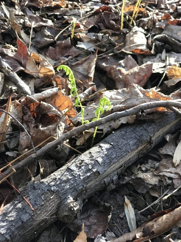 baby ferns in the woods.