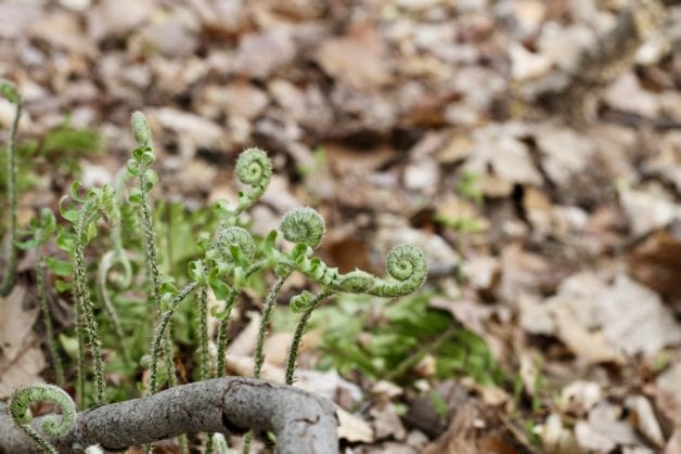 fiddleheads of ferns.