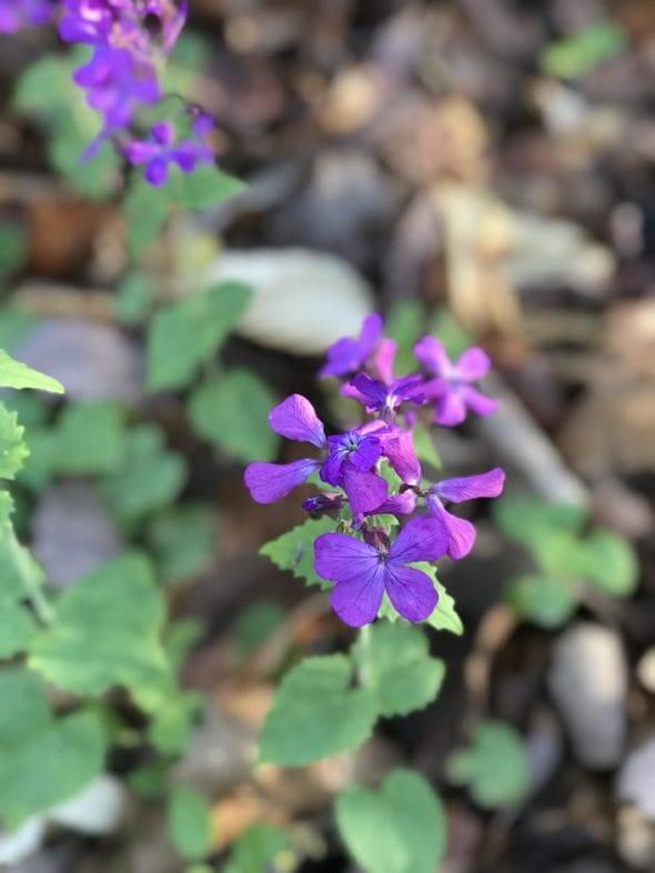 purple flowers.