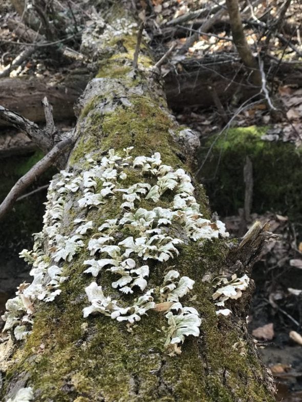 fungi on a mossy log.