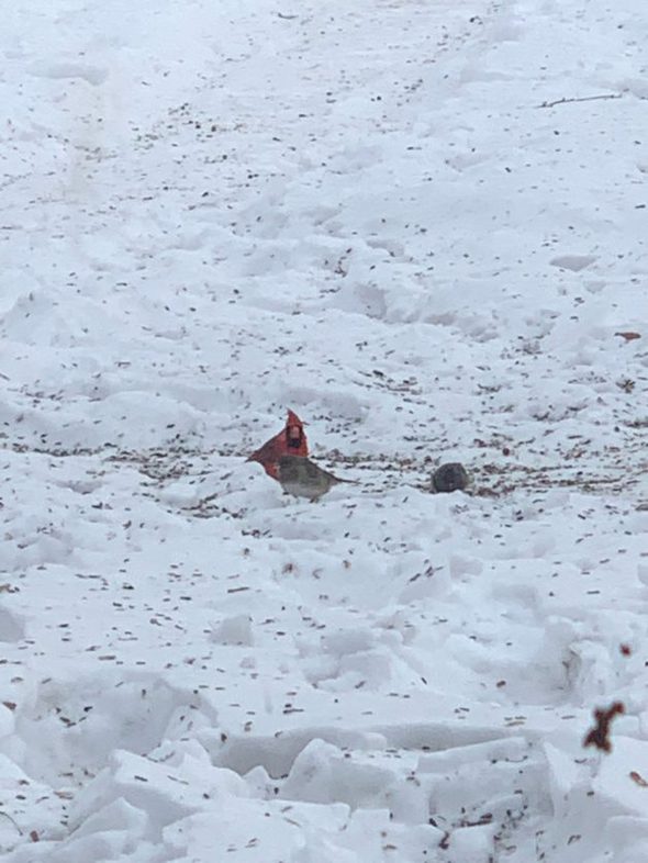 birds in the snow