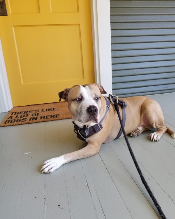 A dog with three legs, lying in front of a yellow door.