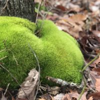 green moss around a tree.