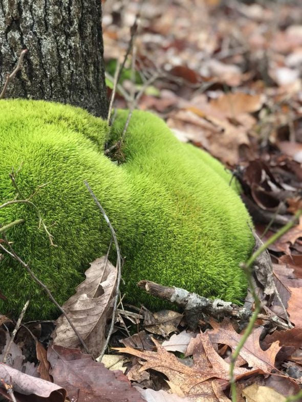 green moss around a tree.