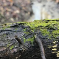 Wet log covered in moss.