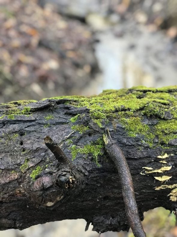 Wet log covered in moss.