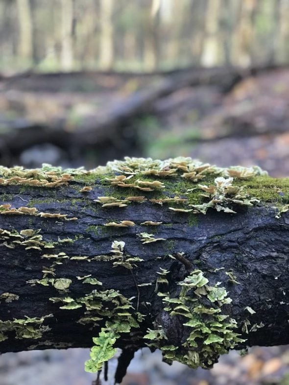 wet log with fungus on it.