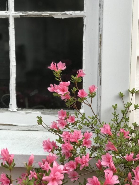 A blooming pink azalea.