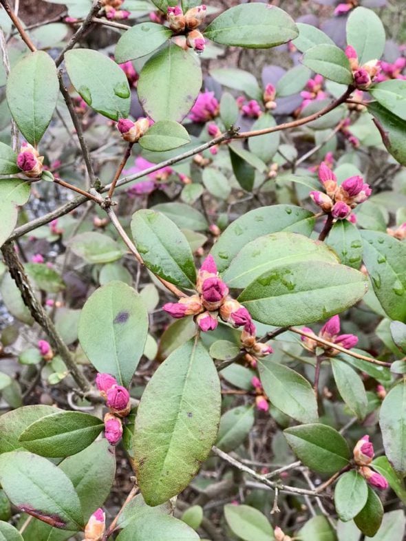 pink azaleas about to bloom.