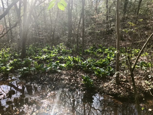 A bog with skunk cabbage growing.