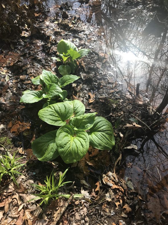 skunk cabbage in the spring.