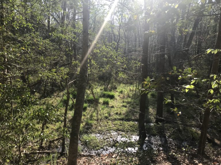 morning sun in the woods.