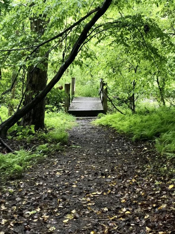 A bridge in the woods.