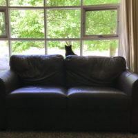 A black cat looking out a window.