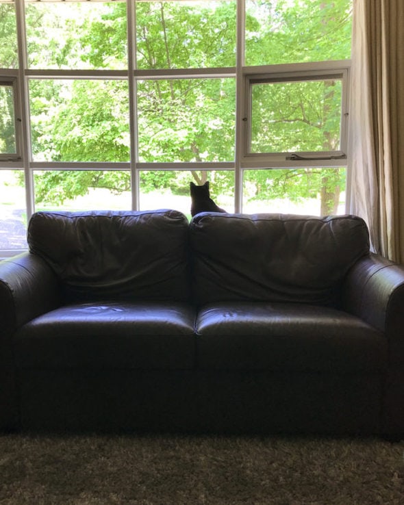 A black cat looking out a window.