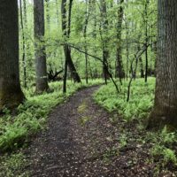 A wooded path surrounded by ferns.