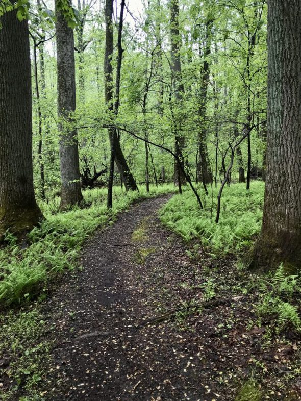 A wooded path surrounded by ferns.