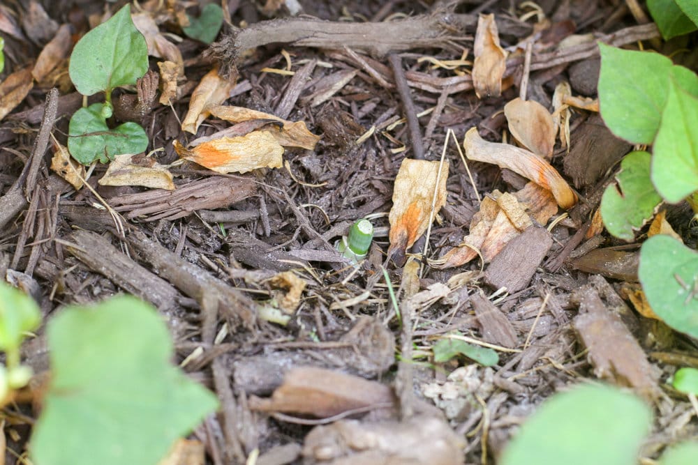 a small green onion in the ground.