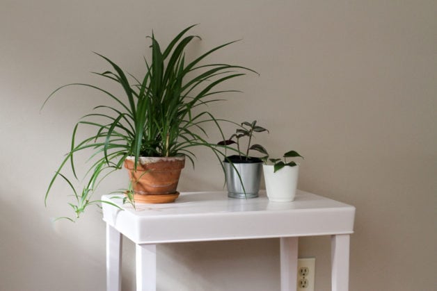 plant table