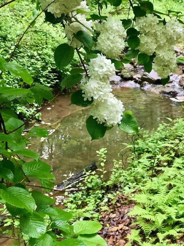 A white hydrangea in bloom near a creek.