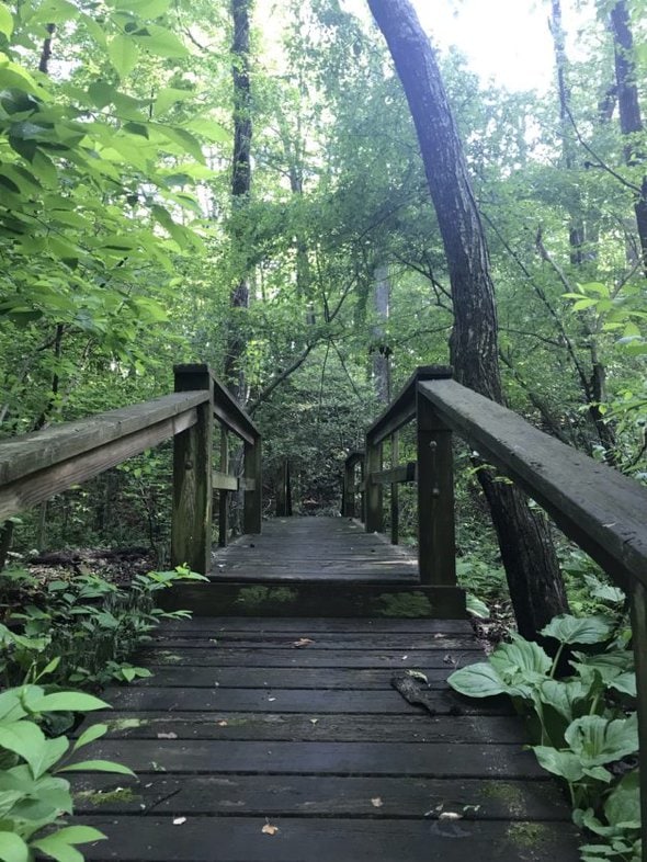 A bridge in the woods.
