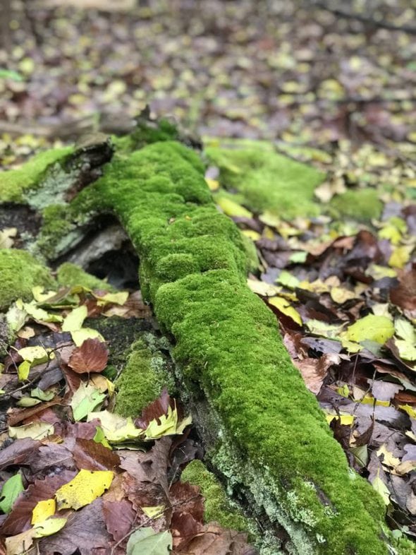 Green moss on a dead log.