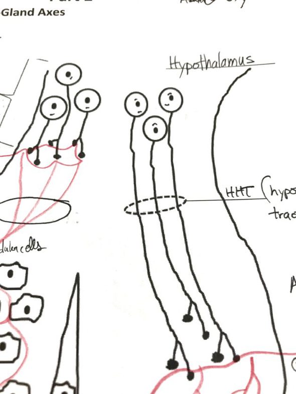 A neuron worksheet.