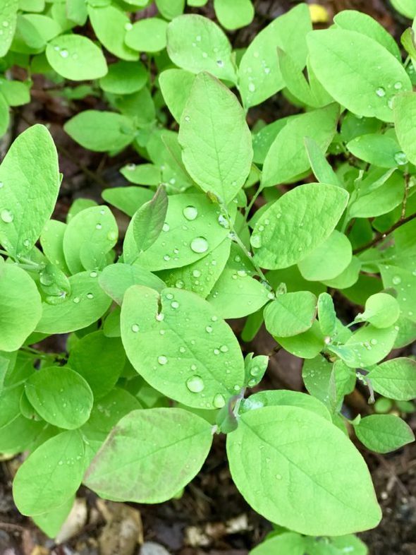 raindrops on leaves.