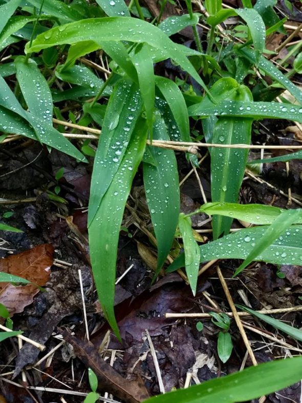rain on green leaves.