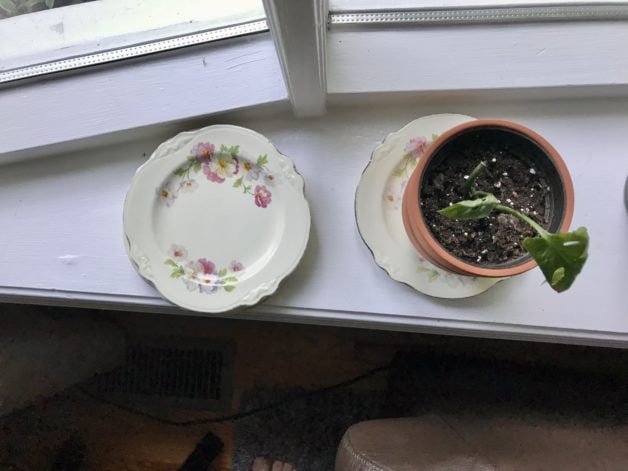 small china plates.