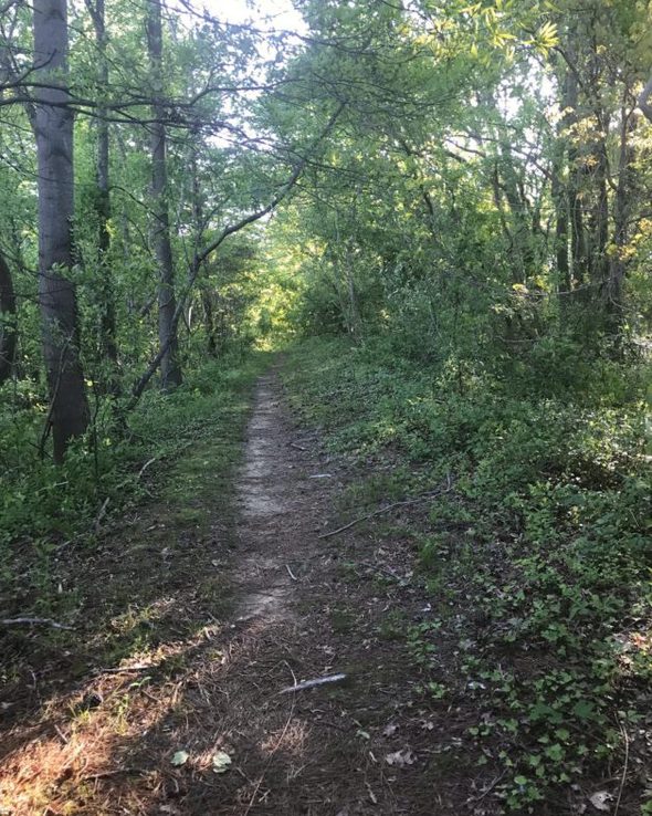 A path through the woods on a sunny morning.