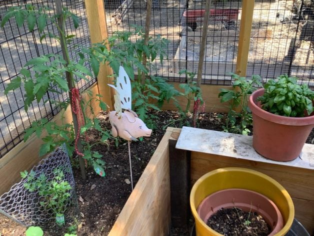 Potted plants in garden.